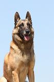 MALINOIS 722